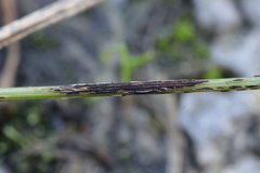 Puccinia graminis