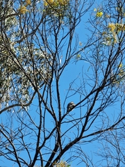 Philemon corniculatus