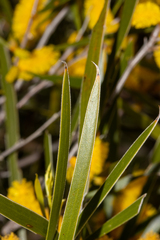 Acacia acuminata