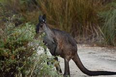 Macropus fuliginosus