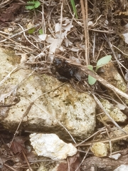 Bombina variegata