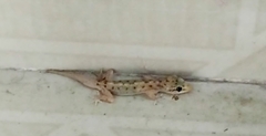Hemidactylus