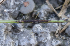 Puccinia graminis