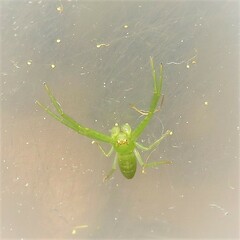 Cetratus
