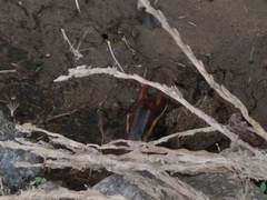Labidura riparia