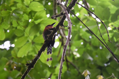 Electron platyrhynchum