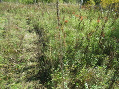 Aconitum barbatum