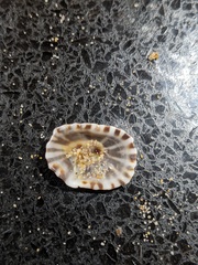 Siphonaria denticulata