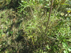 Aconitum barbatum