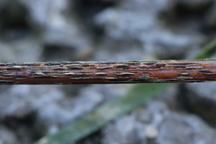 Puccinia graminis