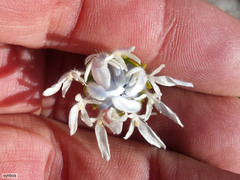 Lachnaea filamentosa