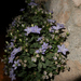 Campanula isophylla - Photo (c) Giacomo Gola, algunos derechos reservados (CC BY-NC), subido por Giacomo Gola