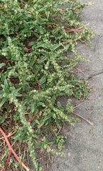 Atriplex tatarica