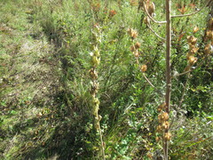Aconitum barbatum