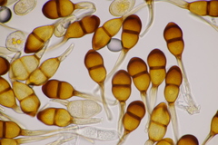 Puccinia graminis