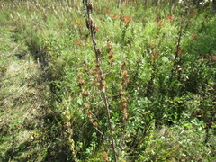 Aconitum barbatum