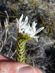 Lachnaea filamentosa
