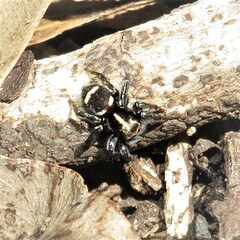 Saitis virgatus