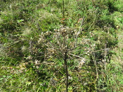 Pleurospermum uralense
