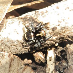 Saitis virgatus