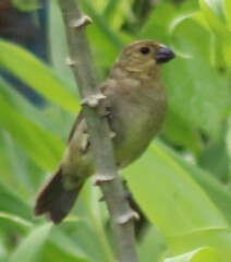 Sporophila