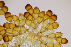 Puccinia graminis