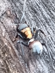 Polyrhachis ornata