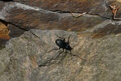 Carabus intricatus