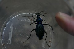 Carabus intricatus