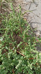 Atriplex tatarica