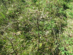 Pleurospermum uralense
