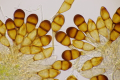 Puccinia graminis