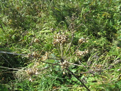 Pleurospermum uralense