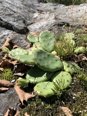 Opuntia humifusa