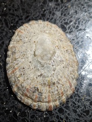 Cellana tramoserica