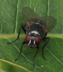 Eudasyphora