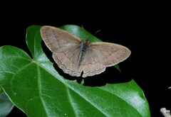 Paryphthimoides poltys