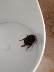 Polyphaga aegyptiaca