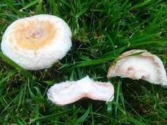 Lactarius pubescens