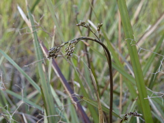 Dianella caerulea