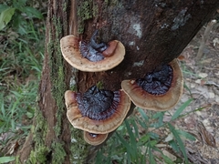 Polyporaceae