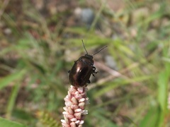 Chrysolina aurichalcea
