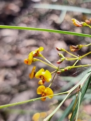 Daviesia wyattiana