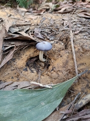 Entoloma burkilliae