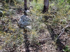 Daviesia wyattiana
