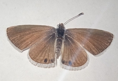Azanus ubaldus