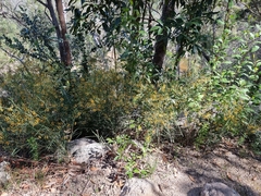 Daviesia wyattiana