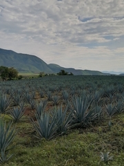 Agave tequilana