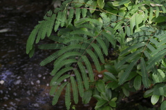 Albizia julibrissin