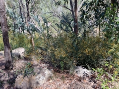 Daviesia wyattiana